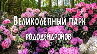 Парк Рододендронов Между Ригой И Юрмалой / Rododendri Babītē  Uhd 4K