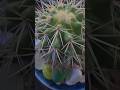 #IndoorPlants #GardeningTips #BotanicalBeauty #CactusCare #CactusAesthetic #PlantLover #CactusGoals