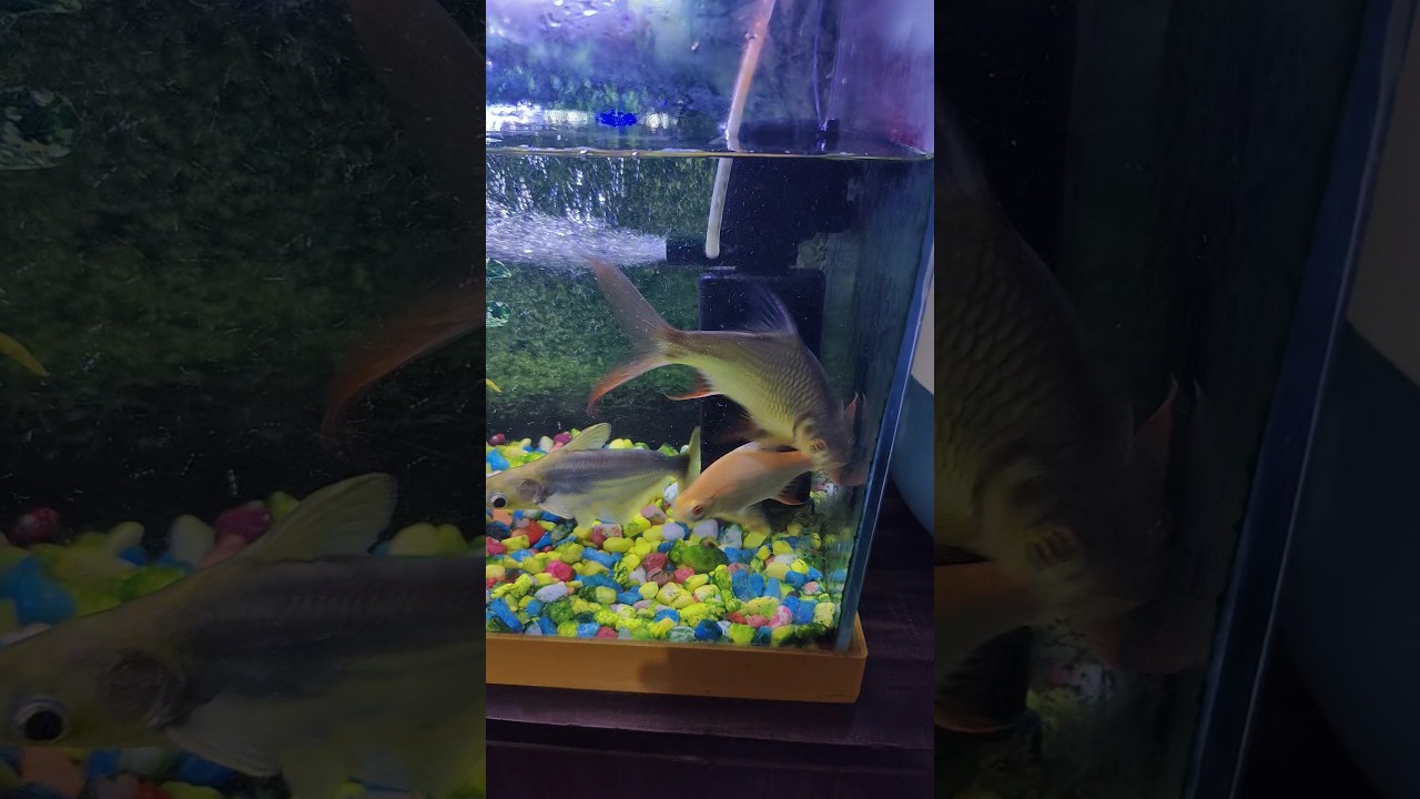 #fish #aquarium gold fish 🐠🐠🐠🐠😍🥰🙏🙏