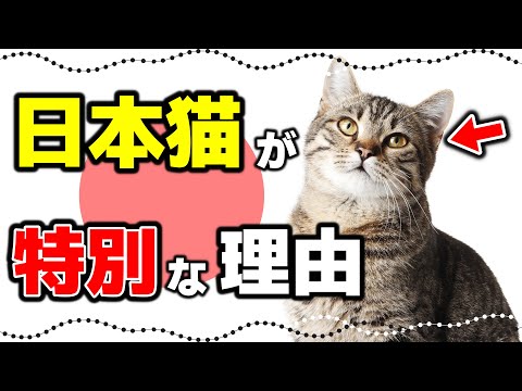 【日本猫の魅力】毛色の種類や性格も｜日本猫（和猫）の特徴や歴史