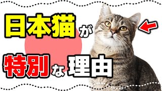【日本猫の魅力】毛色の種類や性格も日本猫和猫の特徴や歴史