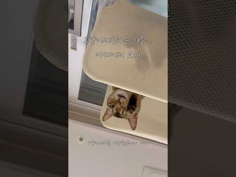 고양이 세수하는 고양이 아래에서 보기! #고양이 #cat #고양이세수 #고양이일상 #고양이영상