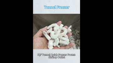 IQF Tunnel freezer frozen shrimp  #iqf #tunnelfreezer #frozenseafood #freezing