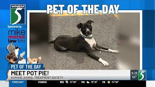 TV5 Pet of the Day: Meet Pot Pie!