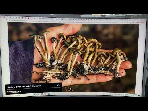 Biodiversity Loss, Insect