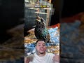 O MELHOR IMITADOR DA NATUREZA!