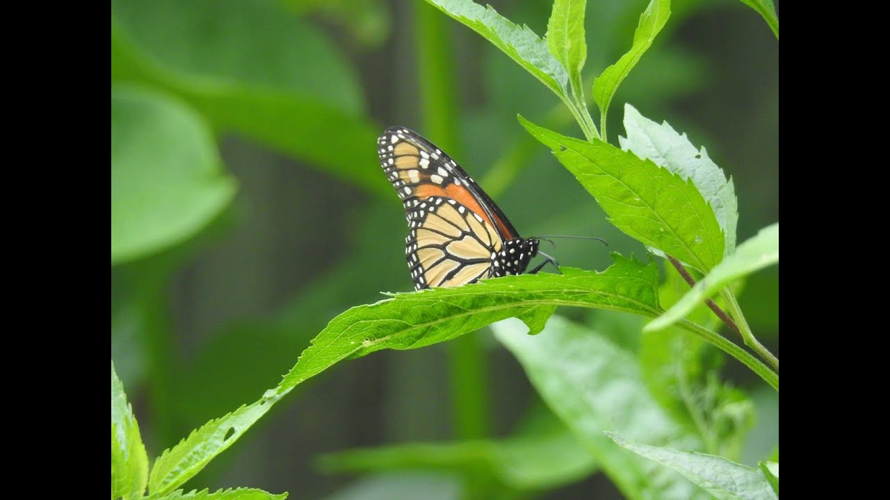 Monarch butterflies increasingly plagued by parasites, study shows