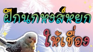 #ฝึกนกหงส์หยกให้เชื่อง #ทักษะเบื้องต้นฝึกนก #นกหงส์หยก #Budgie