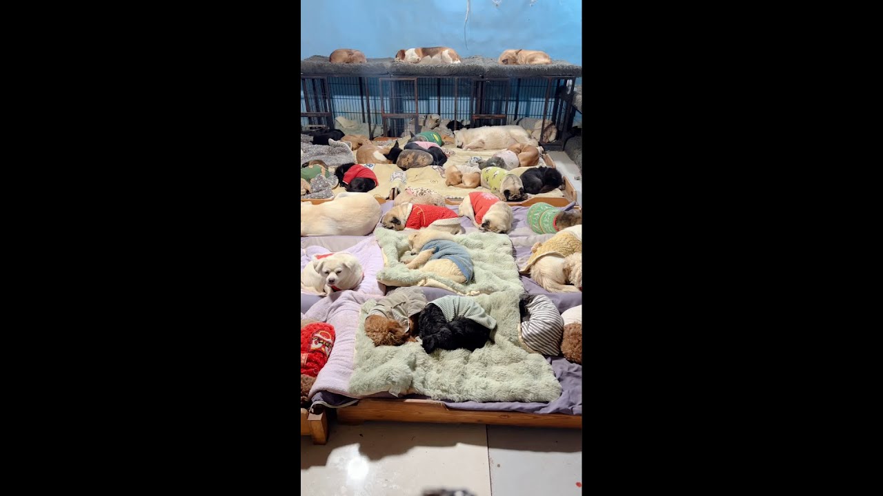 😢😢😢Provide a warm home, food and shelter for stray dogs 떠돌아다니는 개에게 집과 음식, 숙소를 따뜻하게 해주는 것