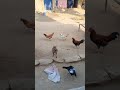 cat and...#shortvideo #viral #animals