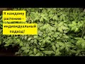 Не погубите рассаду томатов и перца! Не заливайте ее! Правильно поливать - это очень важно.