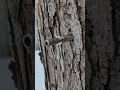 Maple Sap Dripping From the Tap