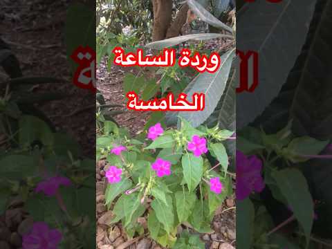 نوار الخمسة وردة الساعة الخامسة