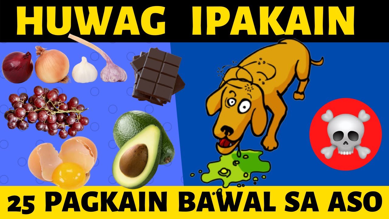 ð 25 PAGKAIN na BAWAL sa ASO MO | Delikado, baka masawi ang iyong DOG