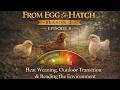 Heat Weaning Chicks When They Re Ready For Outdoors Temperature Feathering Guide S2 Ep8 Heat Weaning Chicks When They Re Ready For Outdoors Temperature Feathering Guide S2 Ep8