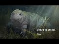 The journey of the waterbear  teaser