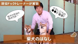 日本犬の柴犬ってどんな犬？飼い方？特徴は？　現役ドックトレーナーの犬種紹介（Shiba Inu）