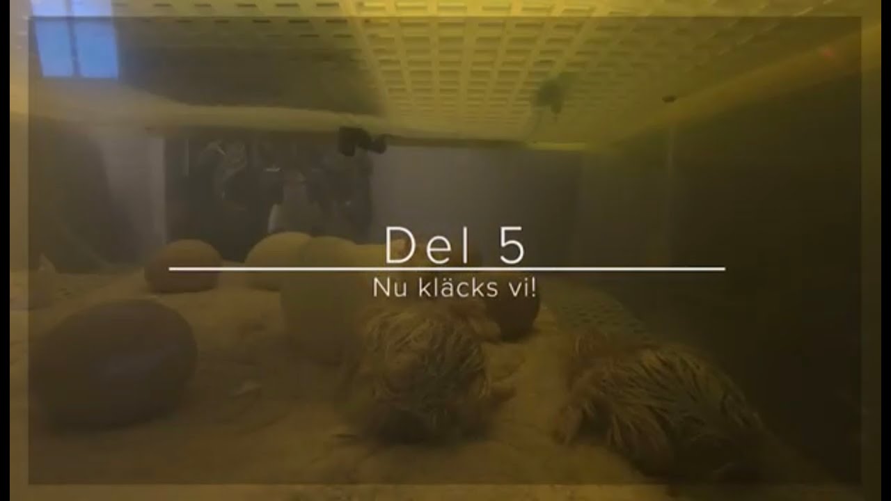 Våra höns! Nu kläcks vi!