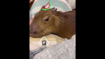 Sleepy Capy #capybara #kapybara #capivara #masbro