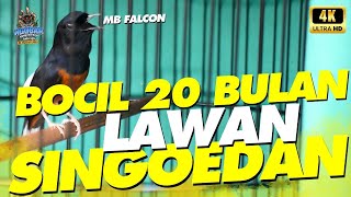 BURUNG MUDA USIA 20 BULAN NYARIS KALAHKAN SINGOEDAN‼️😱 || BERITAKICAU