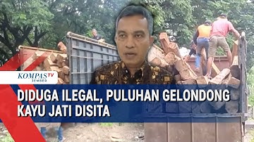 Hilangnya Pohon Jati Terungkap! Polisi Sita 43 Batang Kayu Diduga Ilegal