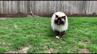 Quarantine Cat Vlog #4: Ragdoll Cats Spring 2020 in Kansas City