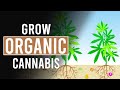 Your guide to growing organic cannabis