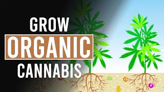 Your Guide To Growing Organic Cannabis