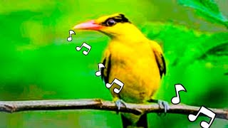 5 MINUTES HUNI NG IBONG KILYAWAN #blacknapedoriole #huntsman_ph