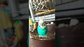 👍Черемша👍 #birds #parrot #blackfacebudgie #chinesedancer #funny #쩐다 #budgies #cute #попугай #pets