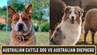 Why I Chose a HEELER over an Australian Shepherd