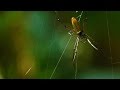 Understanding Ecosystems and Biodiversity