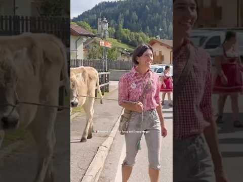 Nice Cows 🐮 Primiero Italy Gran festa del Desmontegar