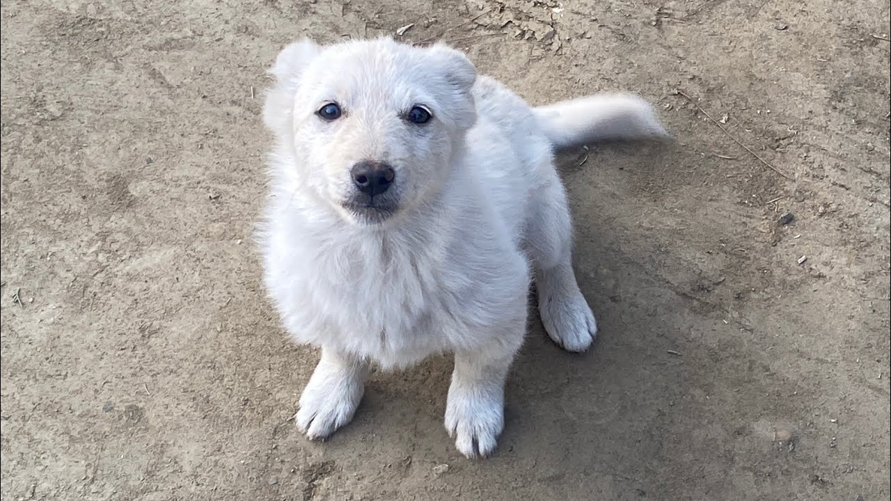 Pakistani Top Viral Animals 🦒 | 🦓 #viralvideo #foryou 