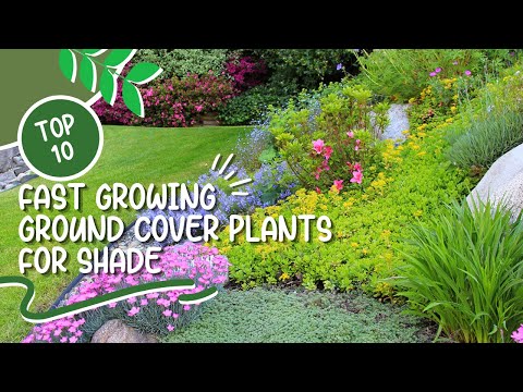 Video: Hardy Evergreen Groundcover Plants: Evergreen Groundcovers para jardines de la Zona 7