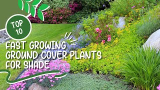 10 Fast Growing Ground Cover Plants for Shade 👌✅ Shade Ground Cover
