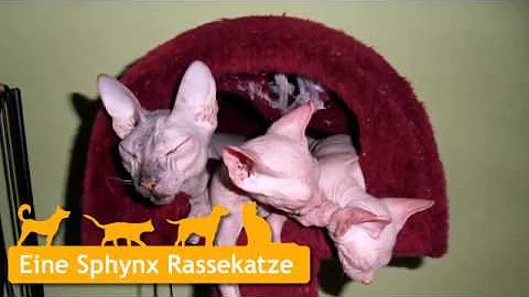 Watch the video about Sphynx in Solingen