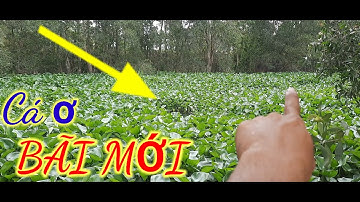 Câu cá tra sông // đi câu cá ơ bãi câu mới và cái kết