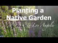 Planting a native garden in los angeles