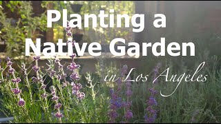 Planting a Native Garden in Los Angeles