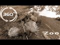 360 Video VR | Porcupines, monkeys and python at the Riga Zoo