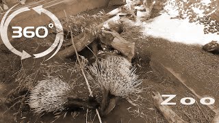 360 Video VR | Porcupines, monkeys and python at the Riga Zoo