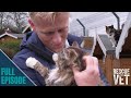 Cutest cat retirement village stops elderly cats from being put down  rescue vet with dr scott