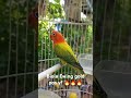 Biola Ewing Gold #lovebird #ophaline #breeding