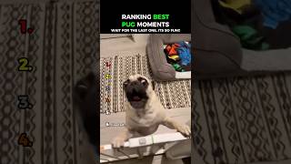Funny Pugs: Dogs Being Idiots Part 383 😂😂