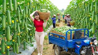 Harvesting Lots of Fresh Cucumbers - Taking Them to Countryside Market by 3-Wheeled Truck