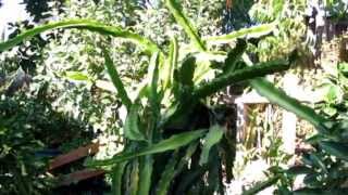 Grow  Dragon Fruit Plants ( Thanh Long)