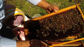 kraliçe arı bu mevsimde çiftleşir mi? 07/11/2021 meraklı kızım ile birlikte arıcılık videoları.