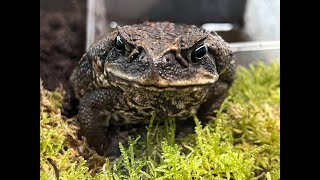 Our South American Cane Toad rehoused and care