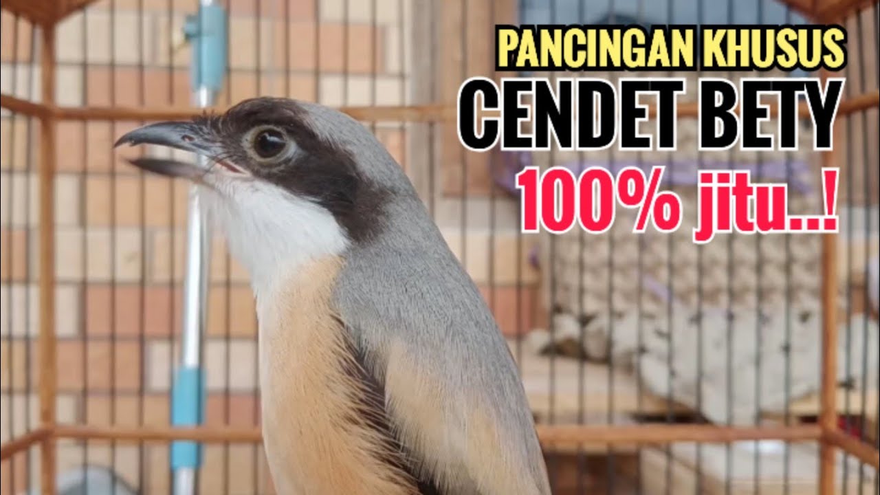 Suara Pancingan Khusus Cendet Bahan Toet toet Bongkar Isian Biangnya Bikin Cendet Lain Nyaut Emosi